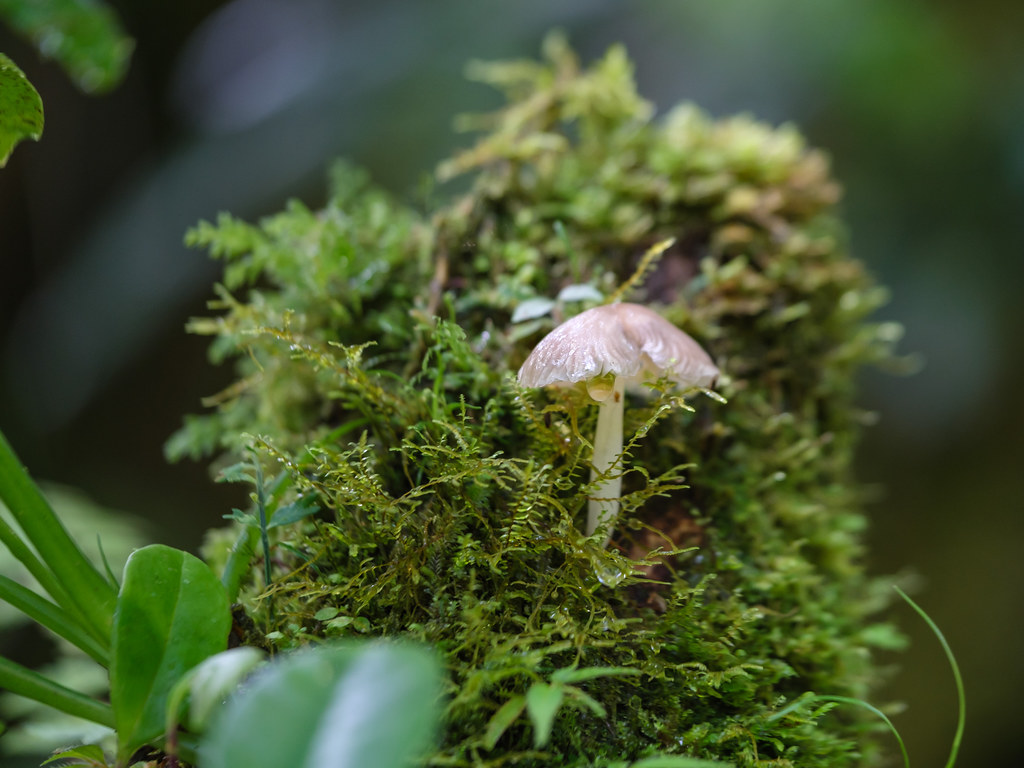 champignon, forêt, humide, nature, luxuriante