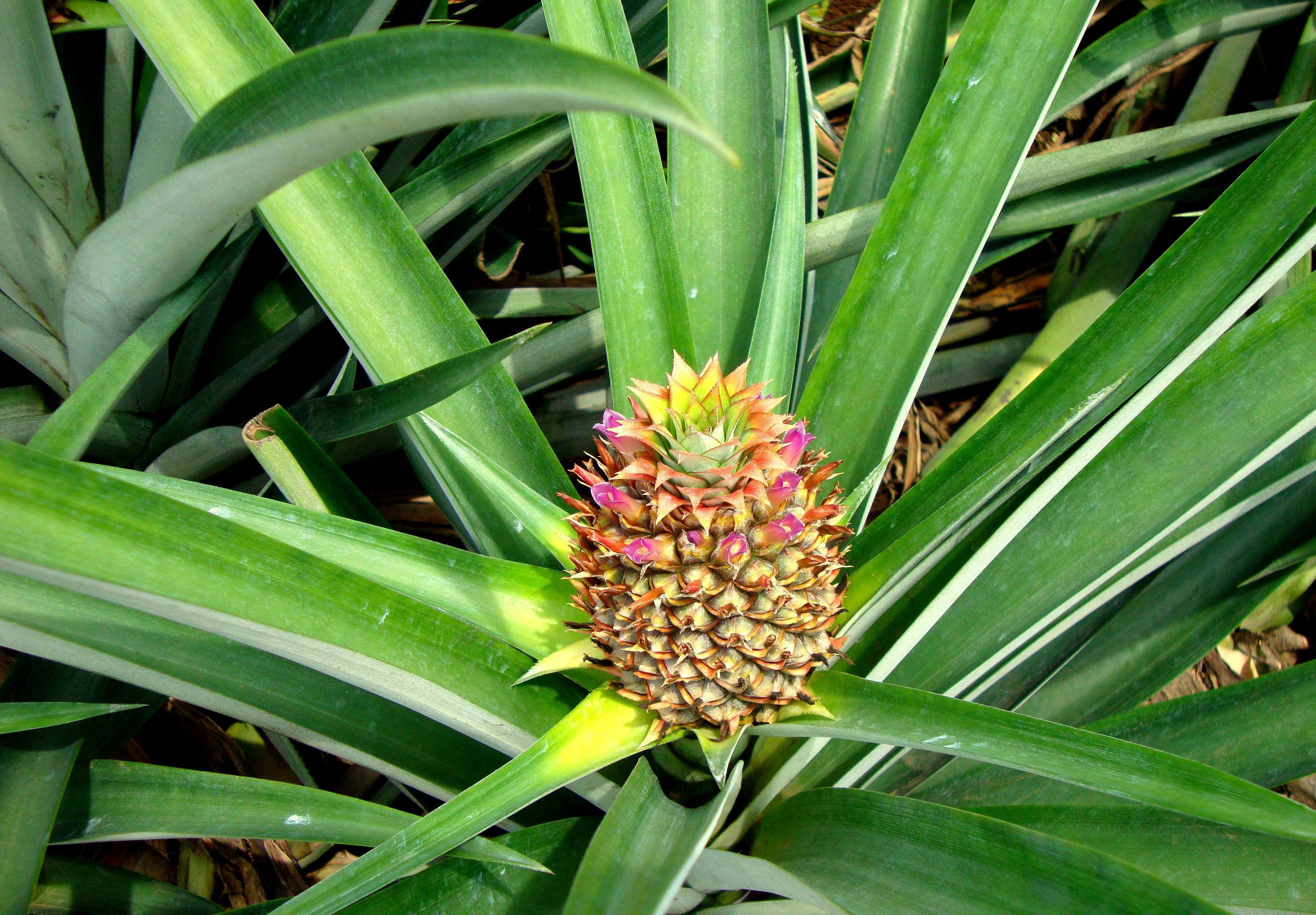 Plan d'ananas culture fruits Costa Rica