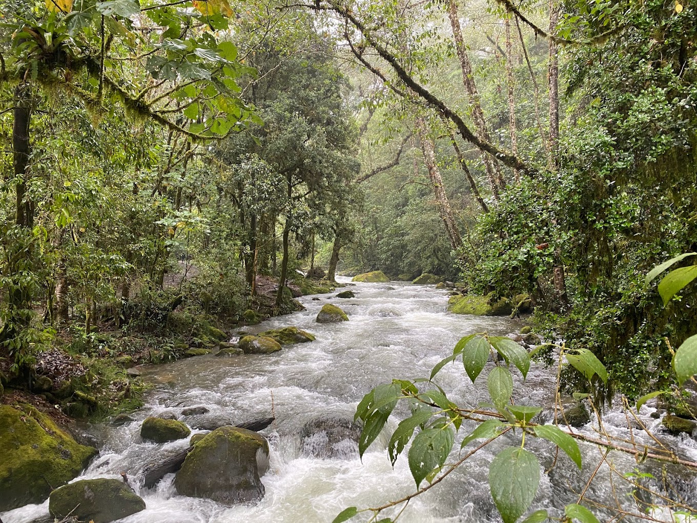 Parc Los Quetzales, Dota, montagne, quetzal Costa Rica