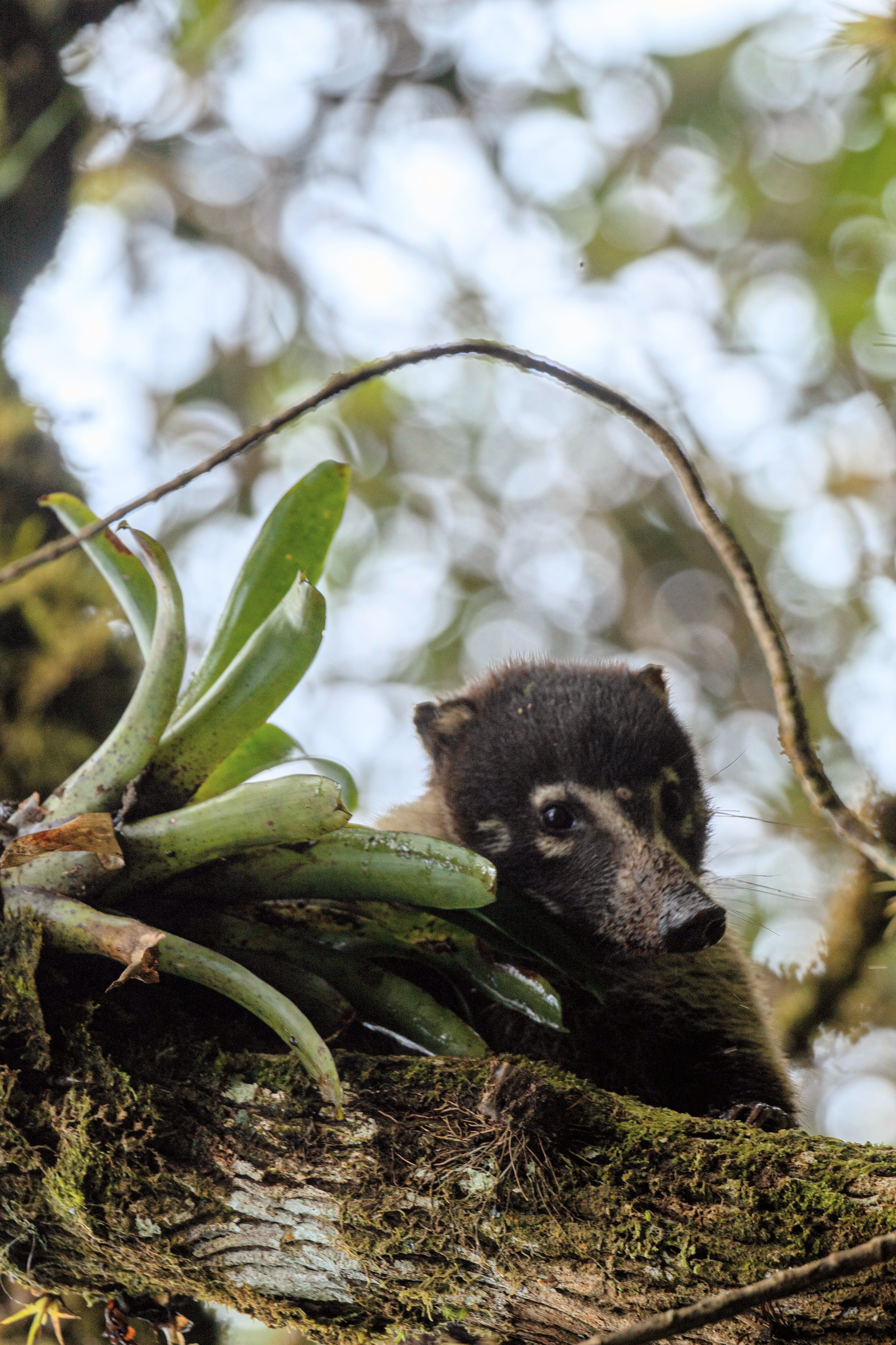 coati dans un arbre