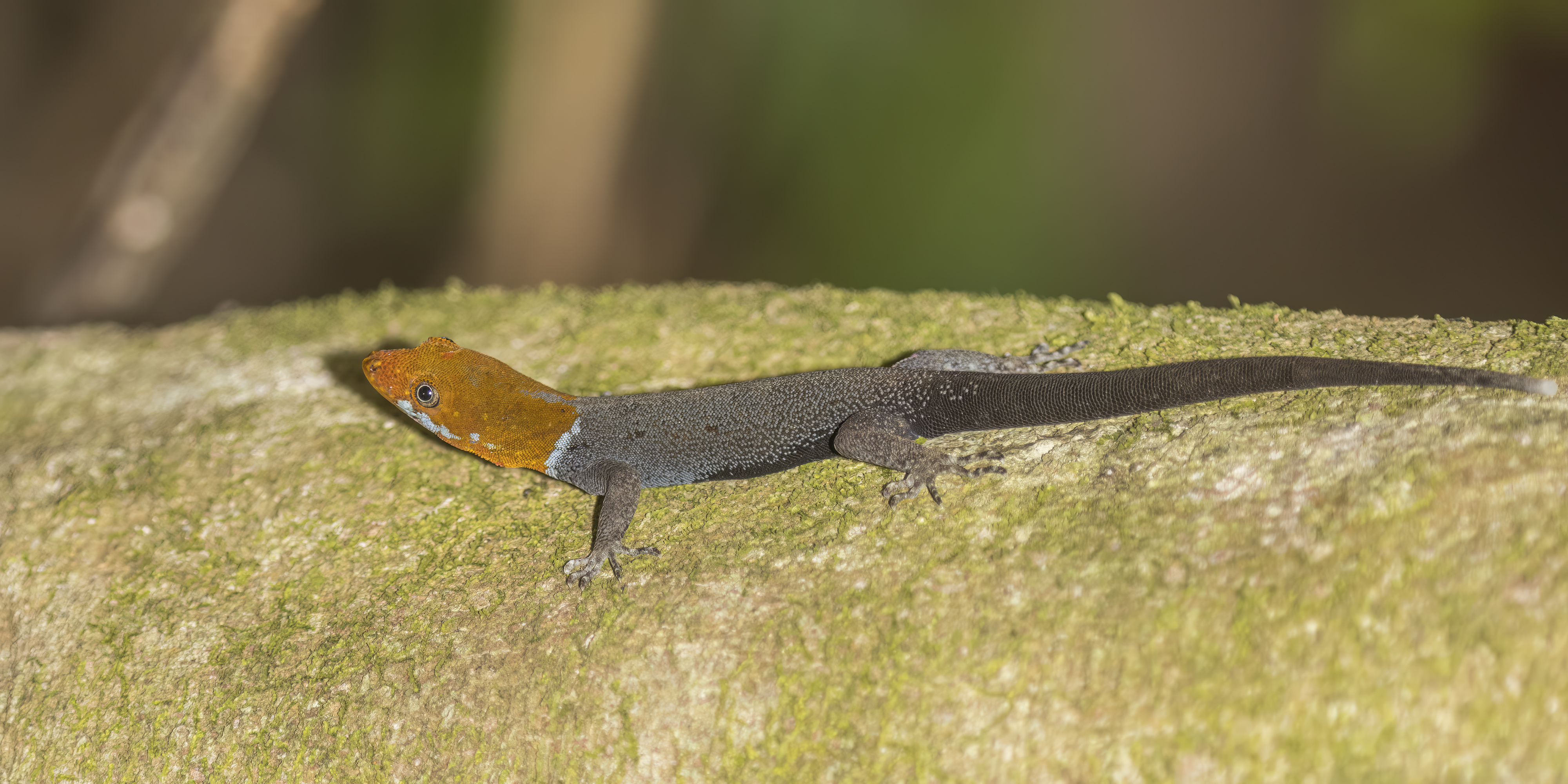 geco cabeza amarilla costa rica