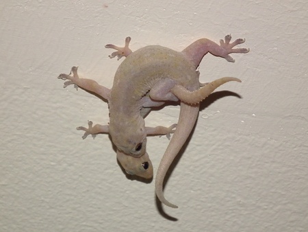 Gecko commun du costa rica en plein accouplement