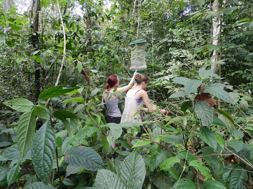 deux personnes dans la jungle dans la forêt tropical en train de réaliser une mission de bénévolat