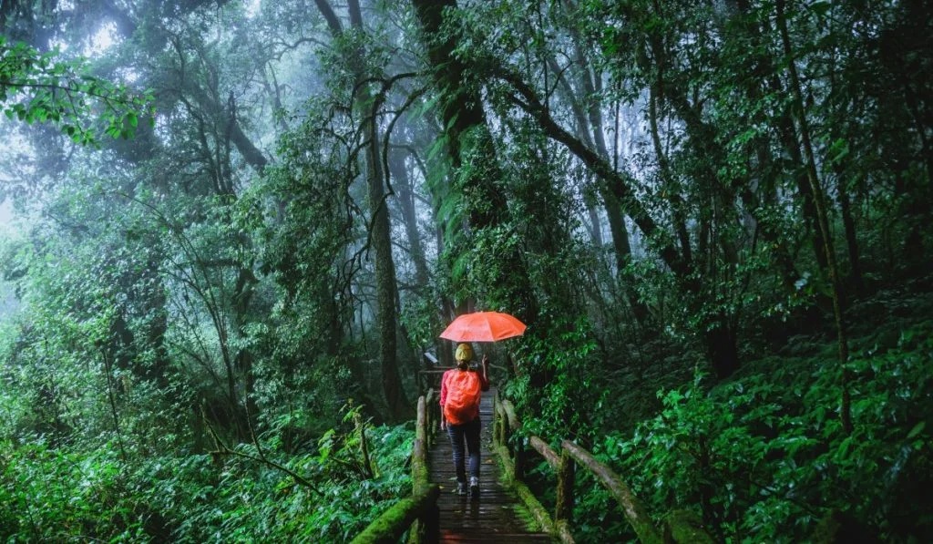 pluie dans la forêt tropicale du Costa Rica