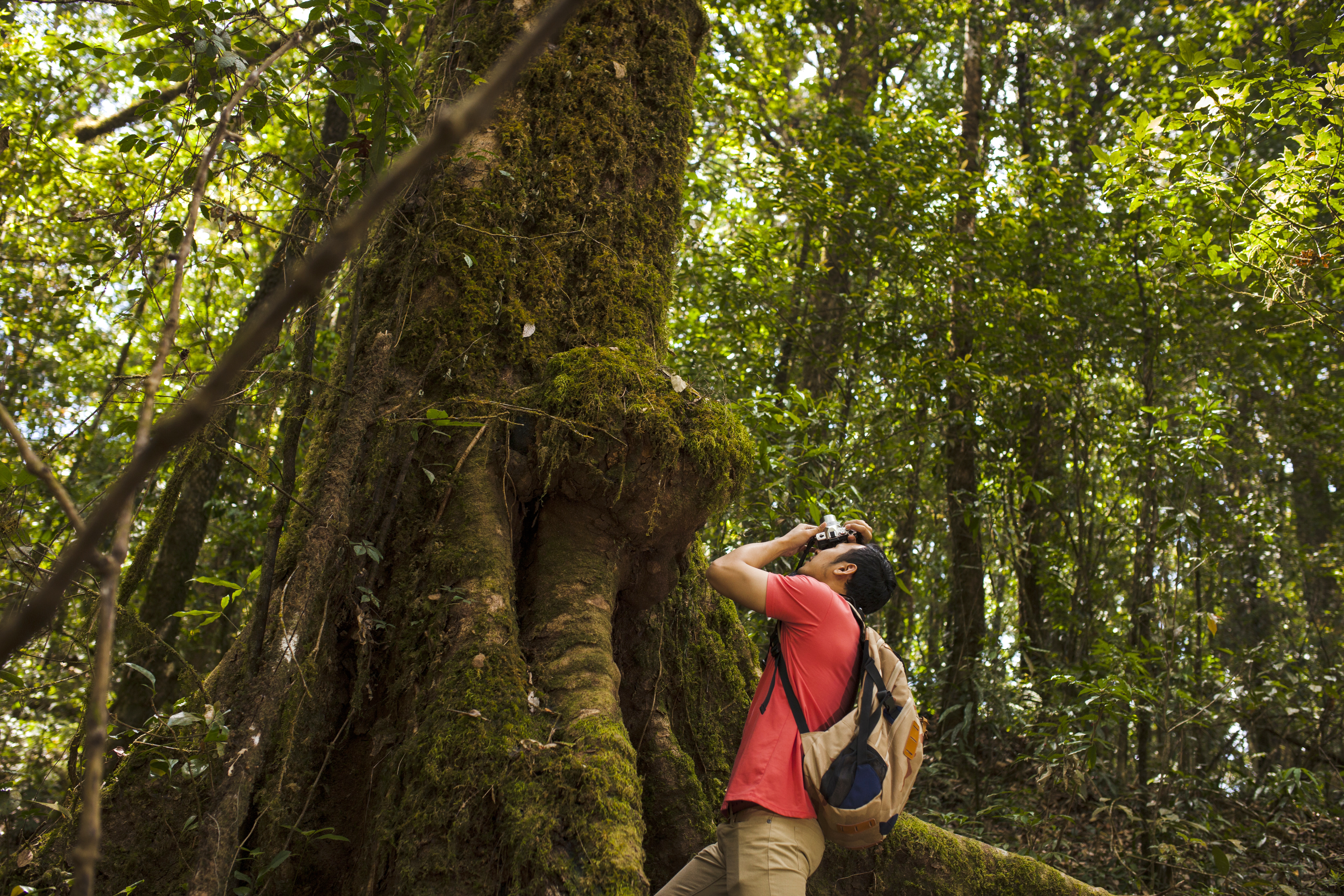 photo arbre Costa Rica randonnée scientifique