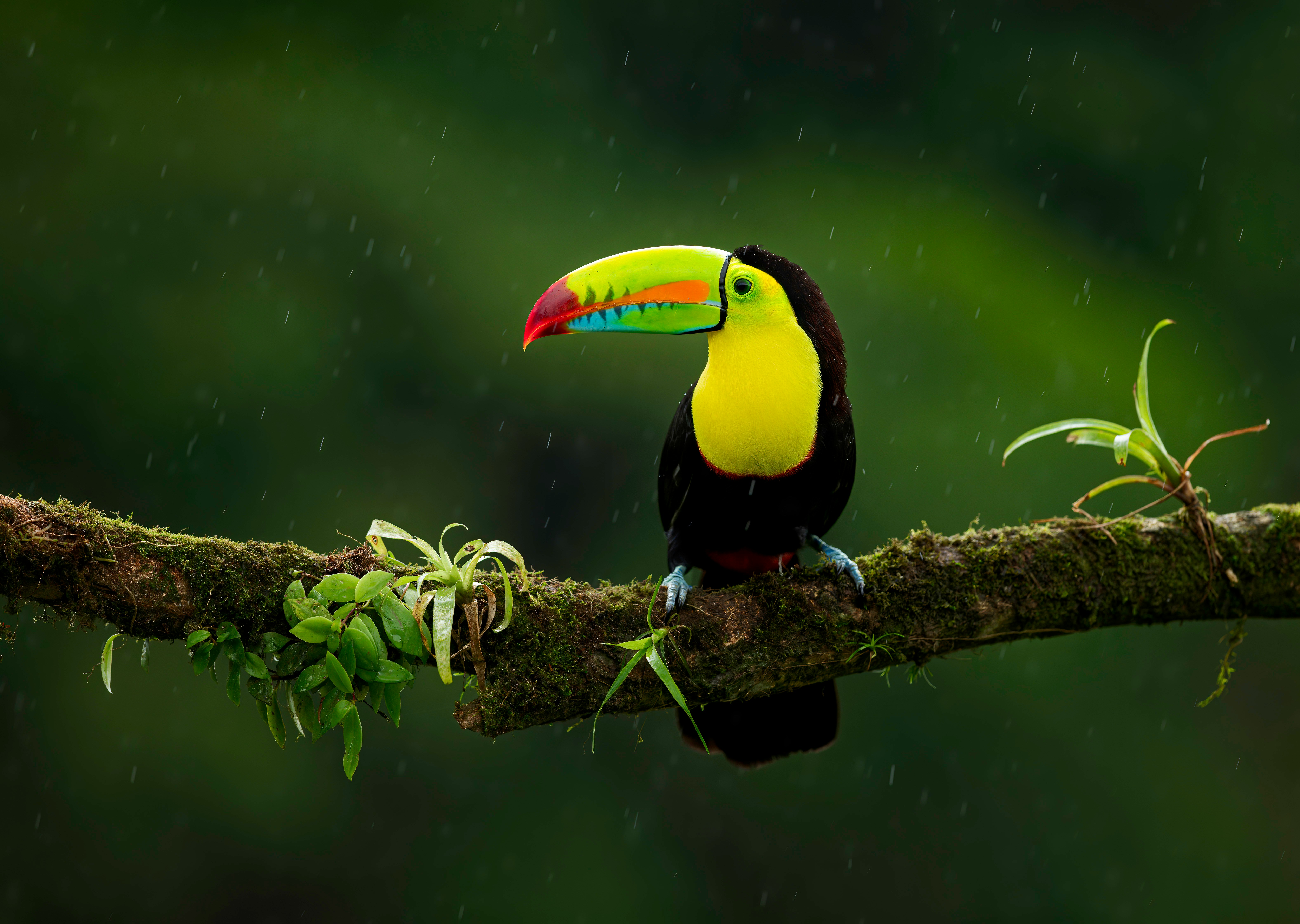 Toucan au Costa Rica posé sur une branche d'arbre présent dans la forêt tropical