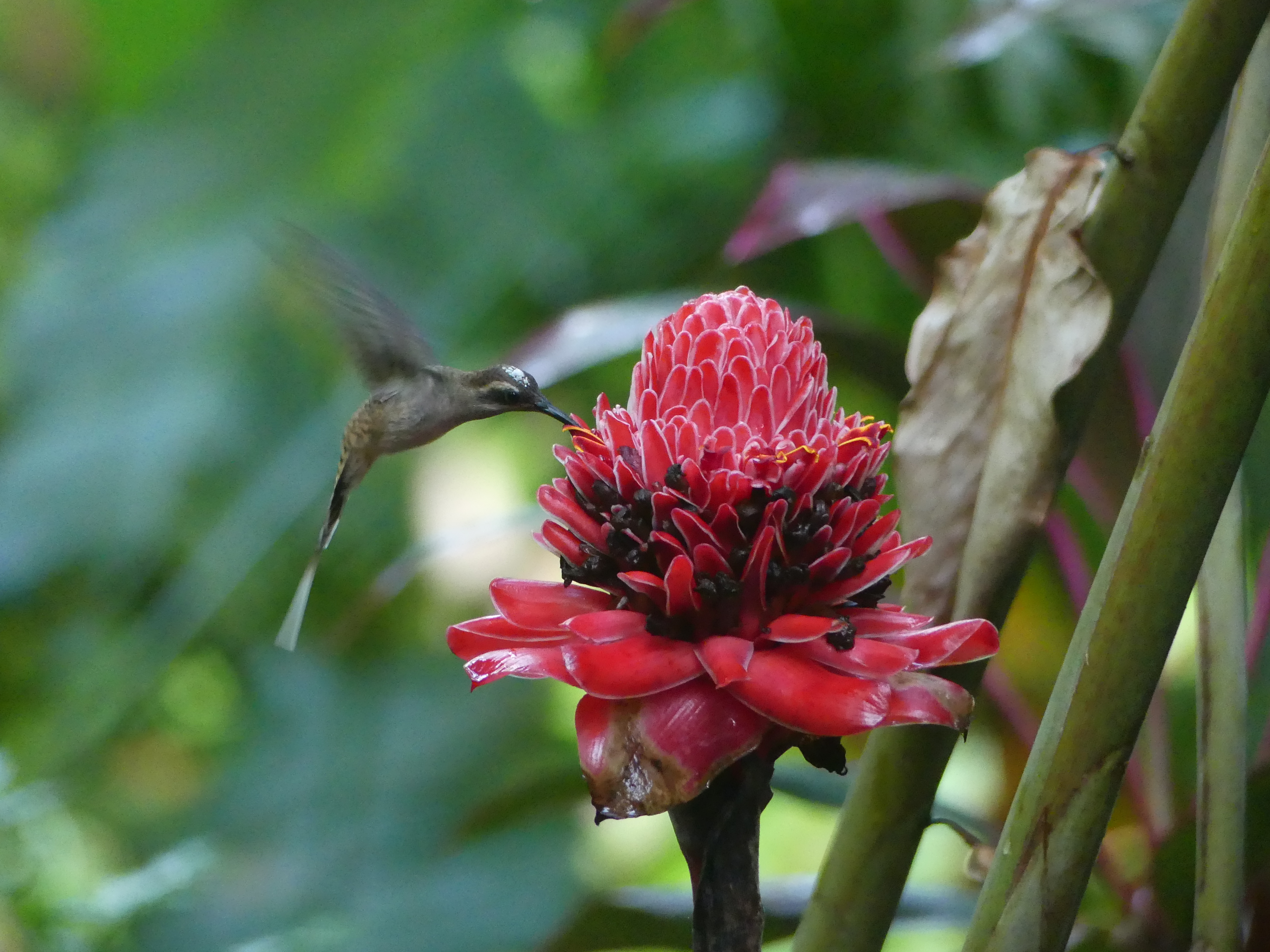 Colibri en train de butiner une fleur au Costa Rica