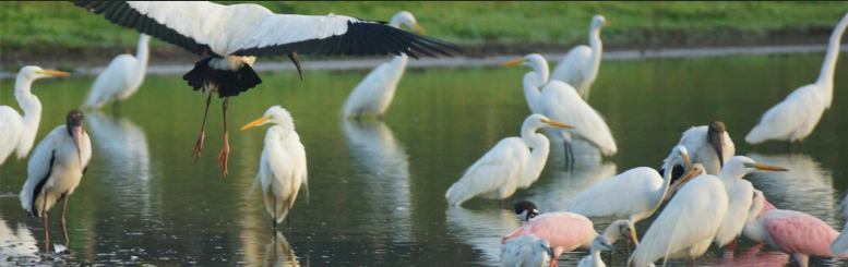 Oiseaux dans une lagune à caño negro costa rica