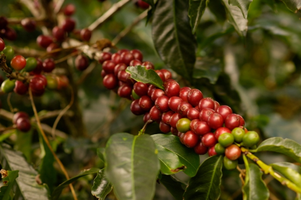 Turrialba, cafe, flore