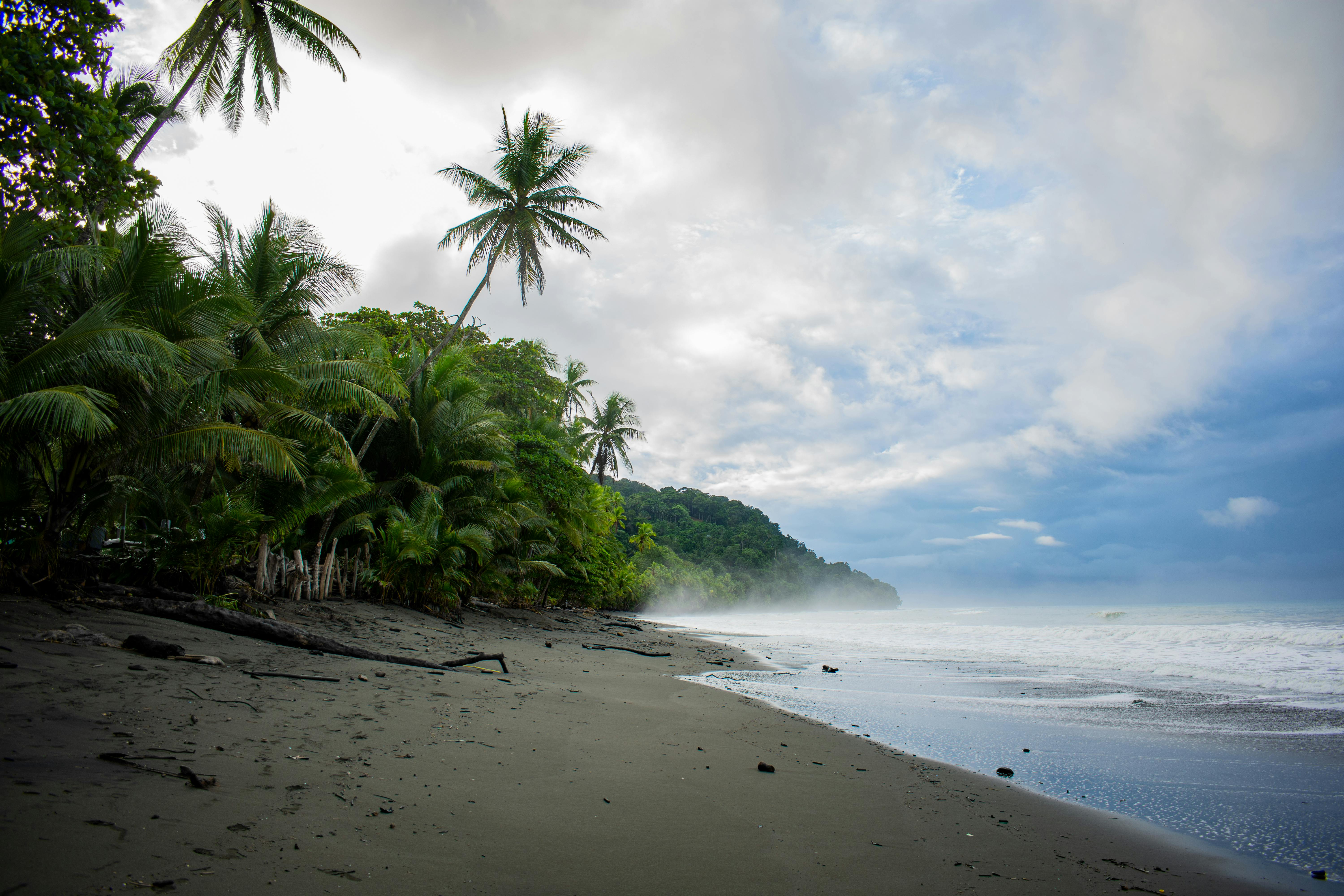 Pavones houle surf Costa Rica cocotier plage