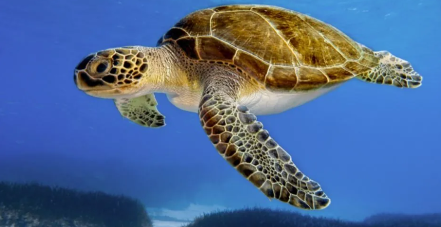 tortuga olivatre, aussi appeley tortue ridley, faune, costa rica