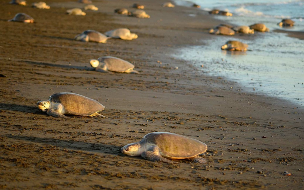 Arribadas - arrivée massive de tortue - sur une plage au Costa Rica