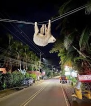Paresseux traversant la rue par les câbles téléphoniques dans Puerto Viejo Costa Rica