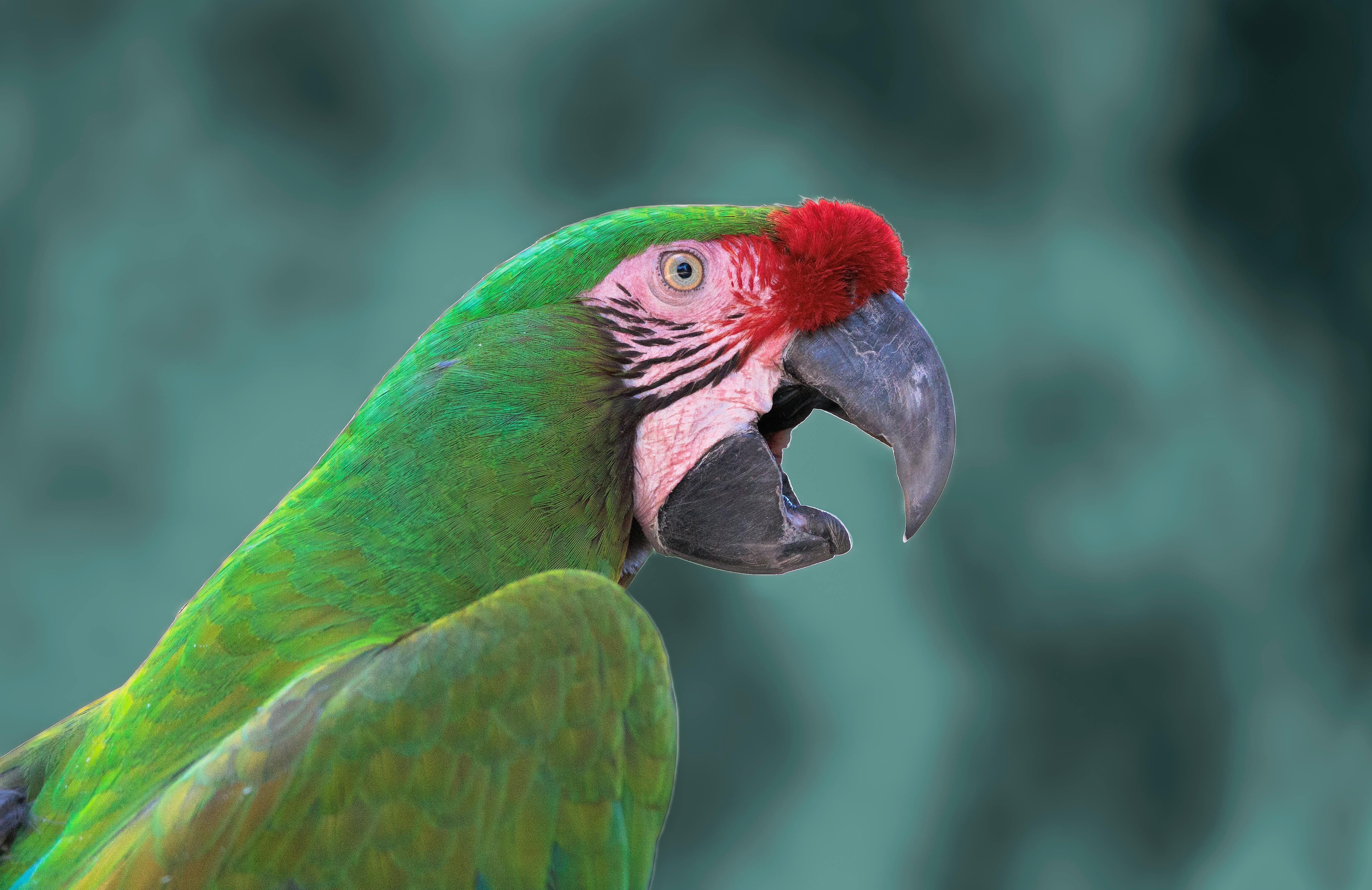 Ara vert Macaw Costa Rica Boca Tapa Caraibes obesrvation d'oiseaux