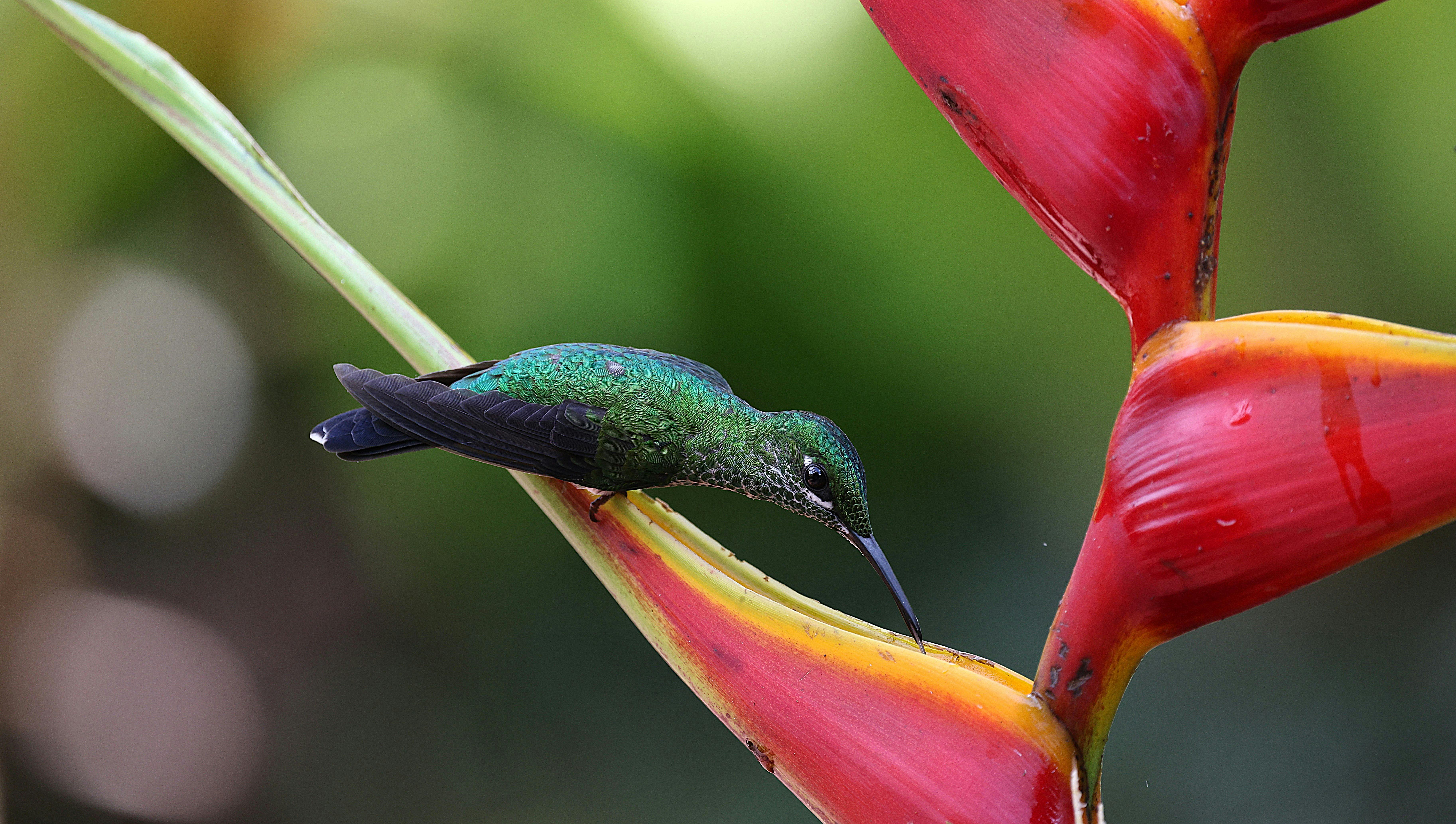 Colibri Sur Une Fleur D'héliconia Costa Rica