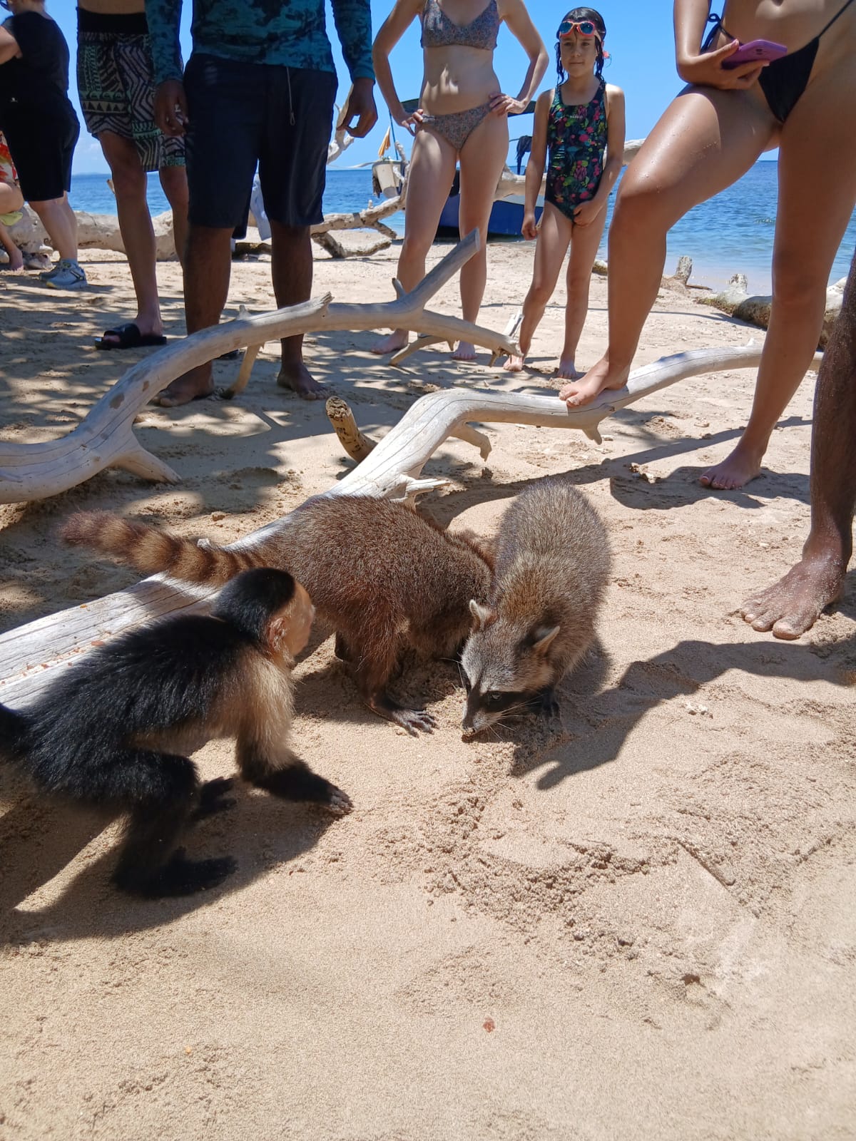 mapache cara blanca singe ratons laveurs plage parc national Cost Rica