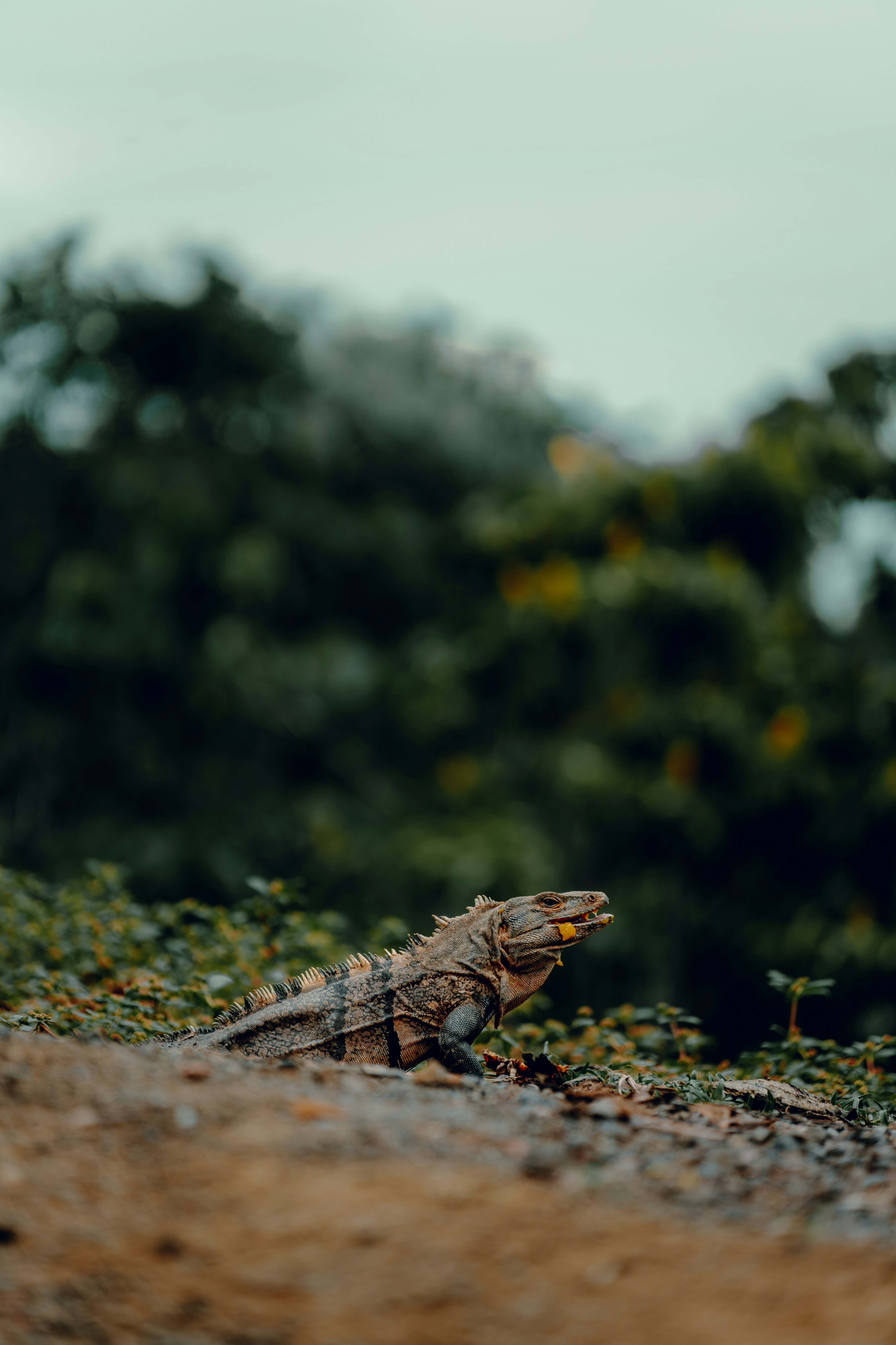Iguana Manuel Antonio Plage