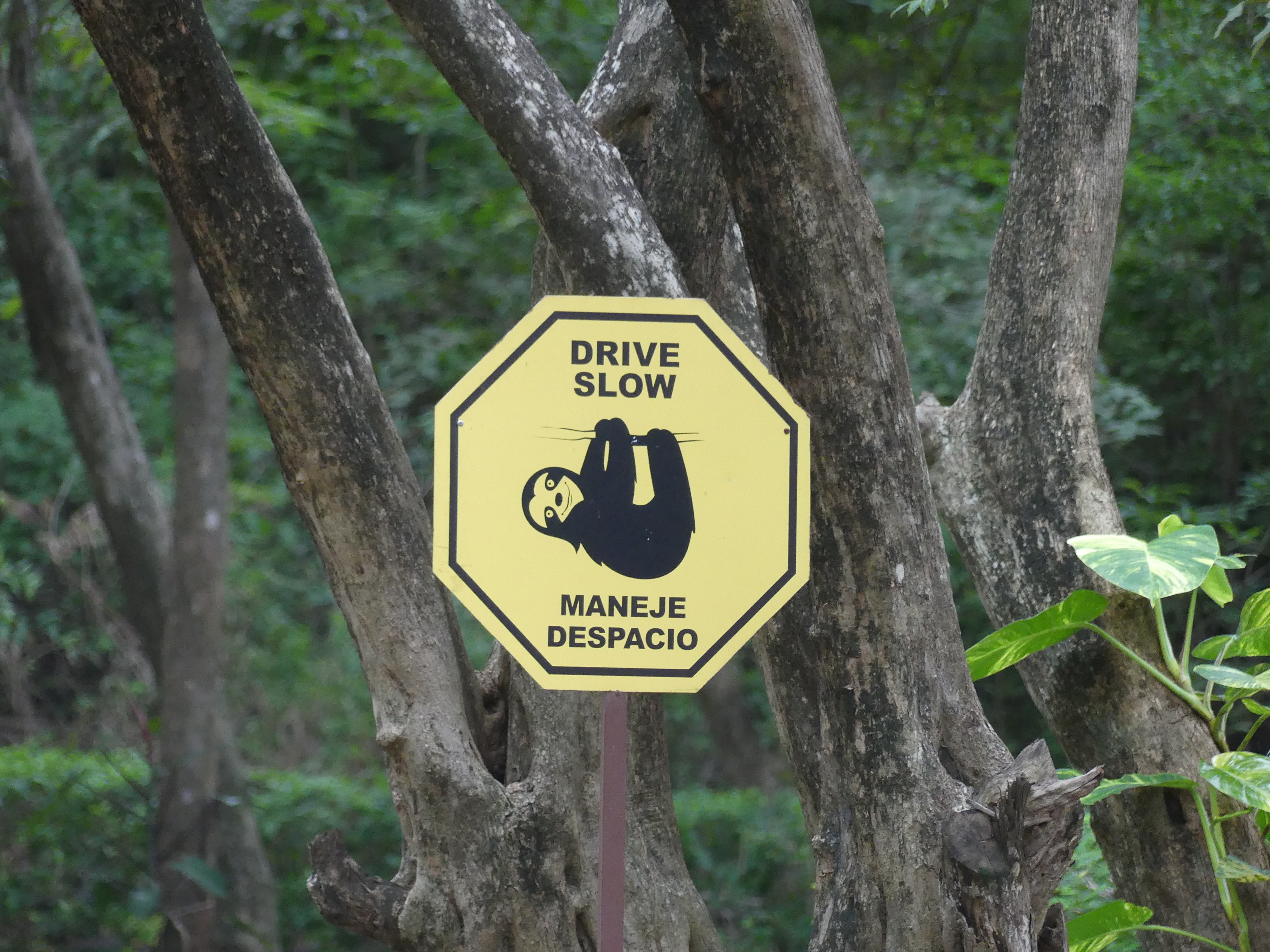 costa rica, conduite, vitesse