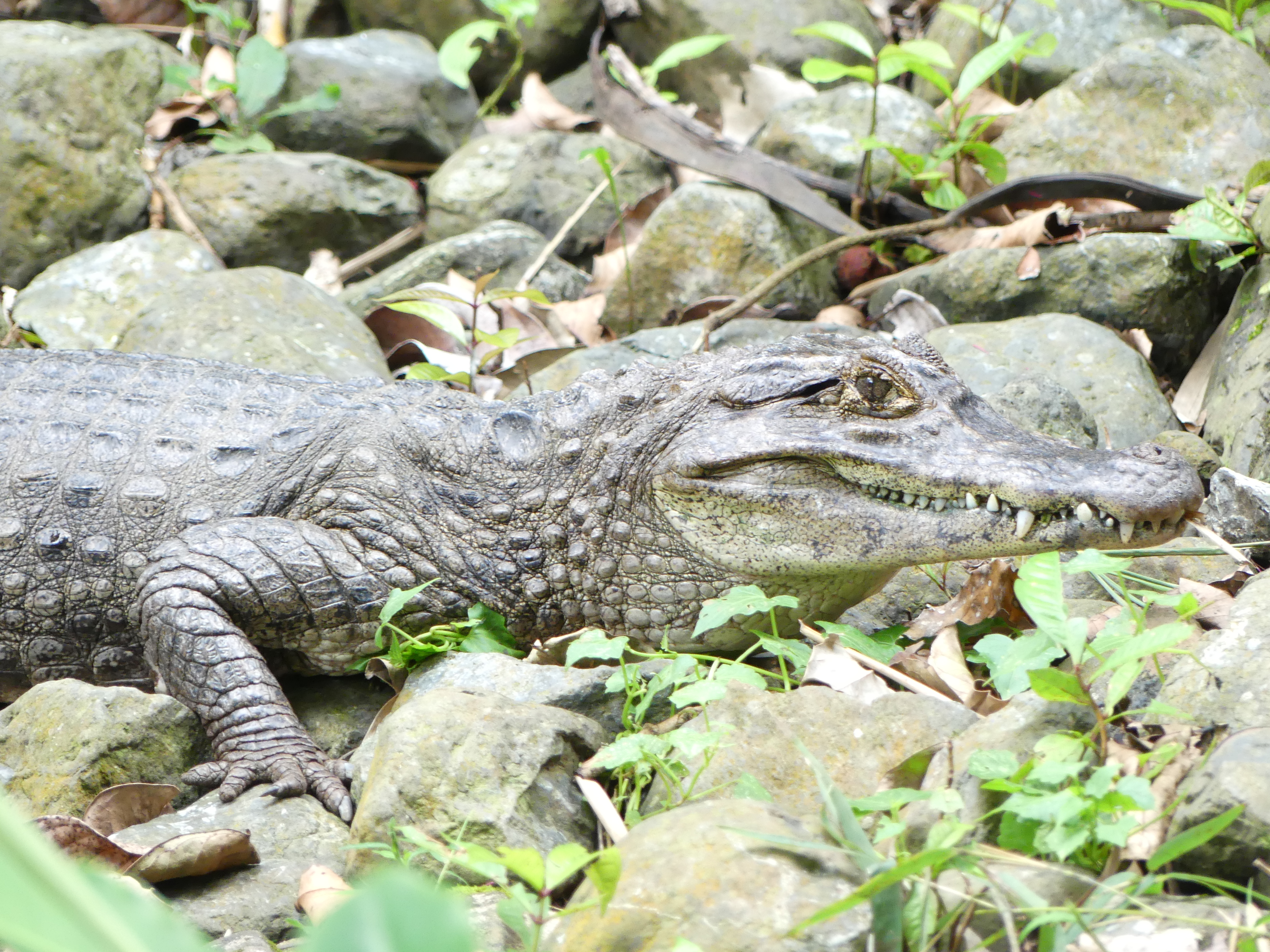 costa rica, caïman