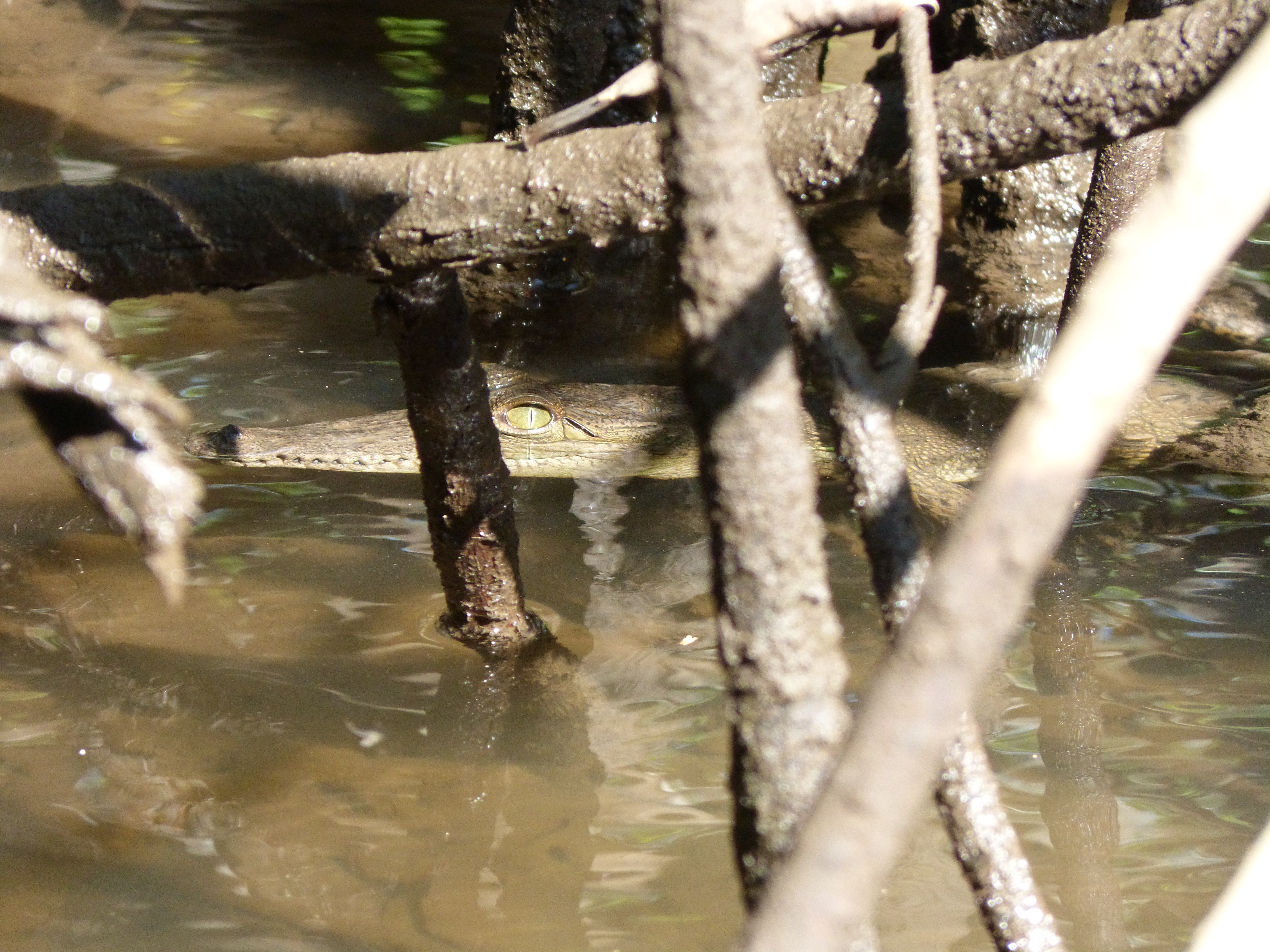 costa rica, crocodile