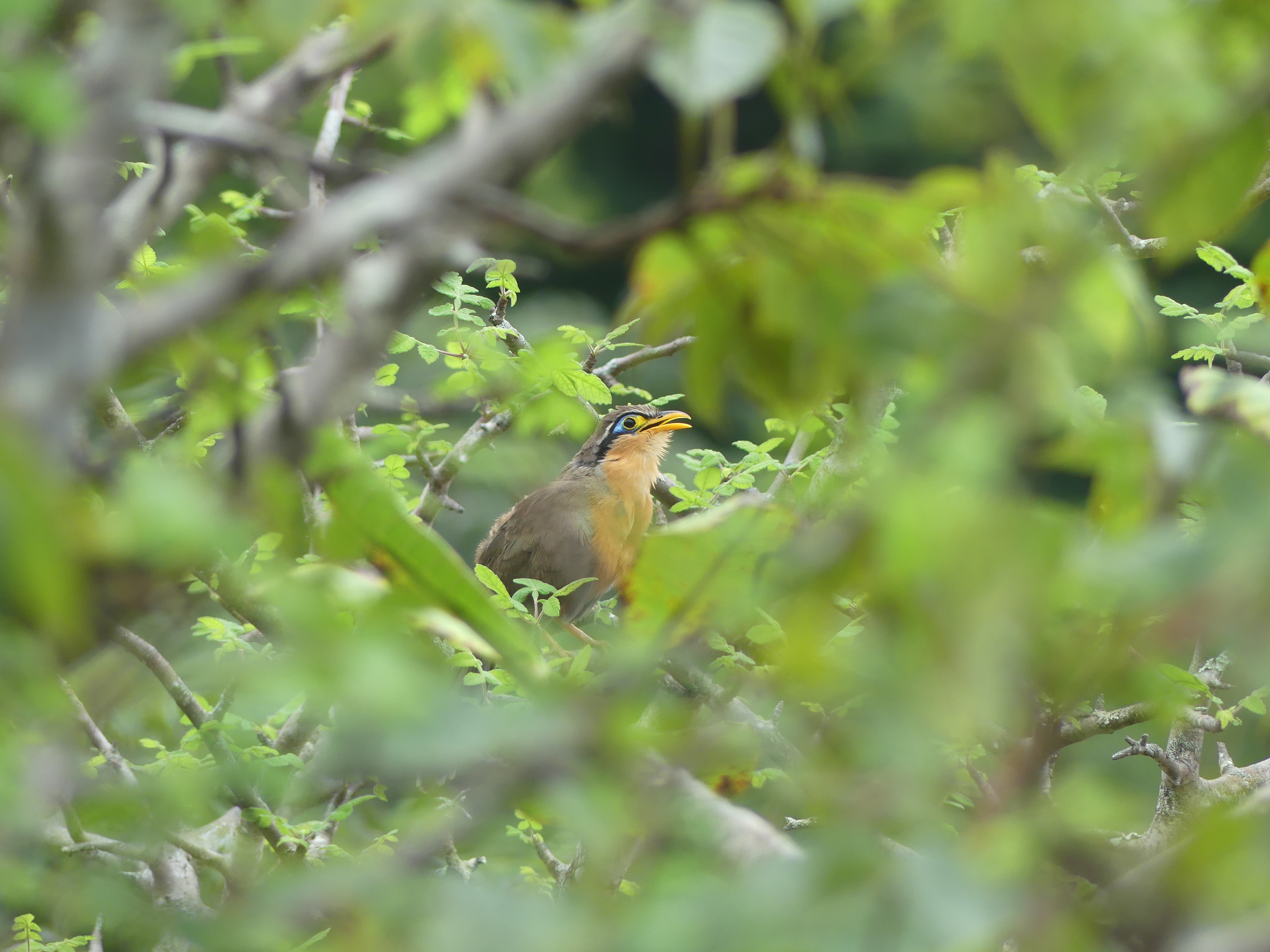 costa rica, parc national, volcan rincón de la vieja, oiseau