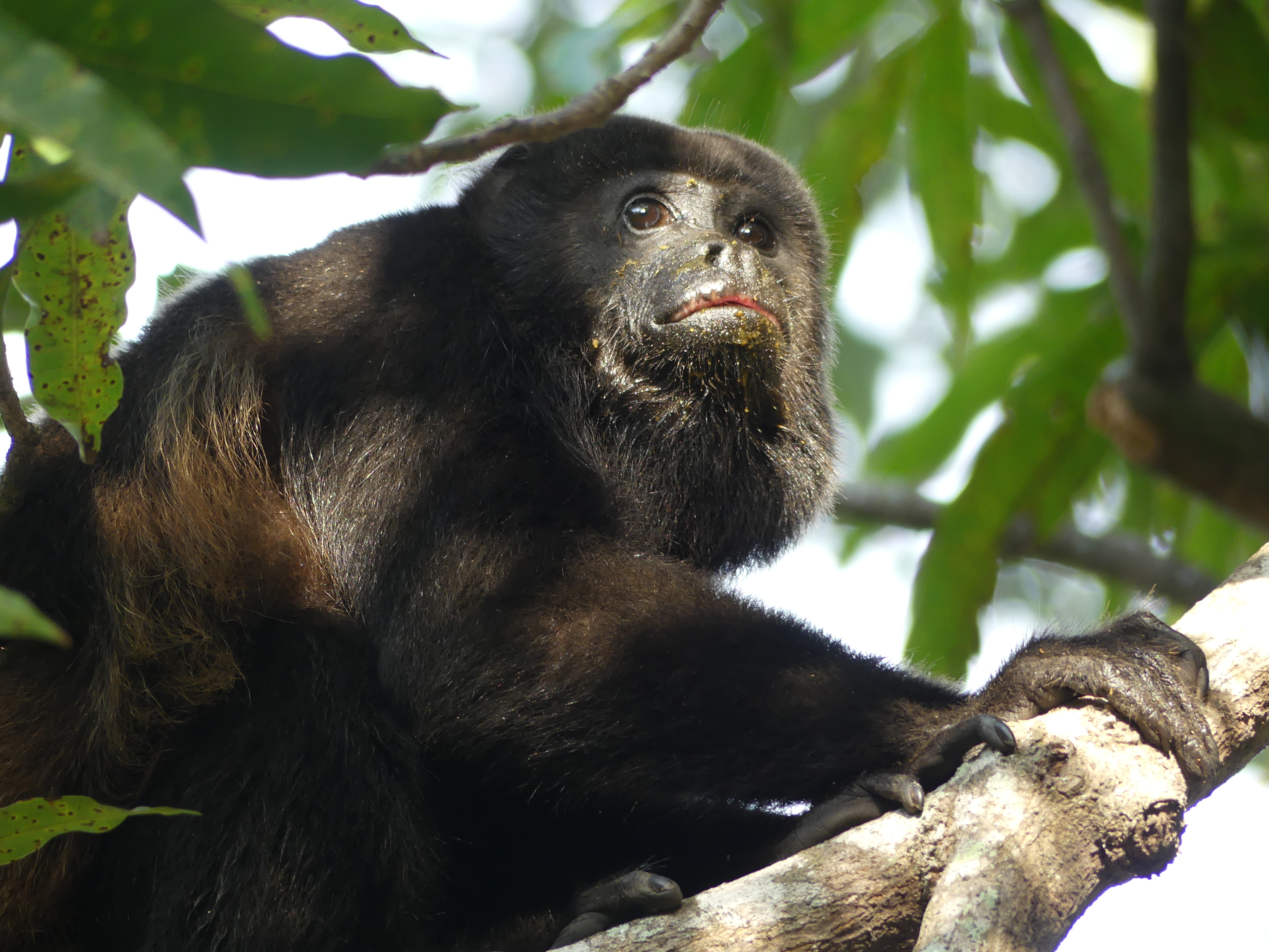 costa rica, isla del caño, singe hurleur