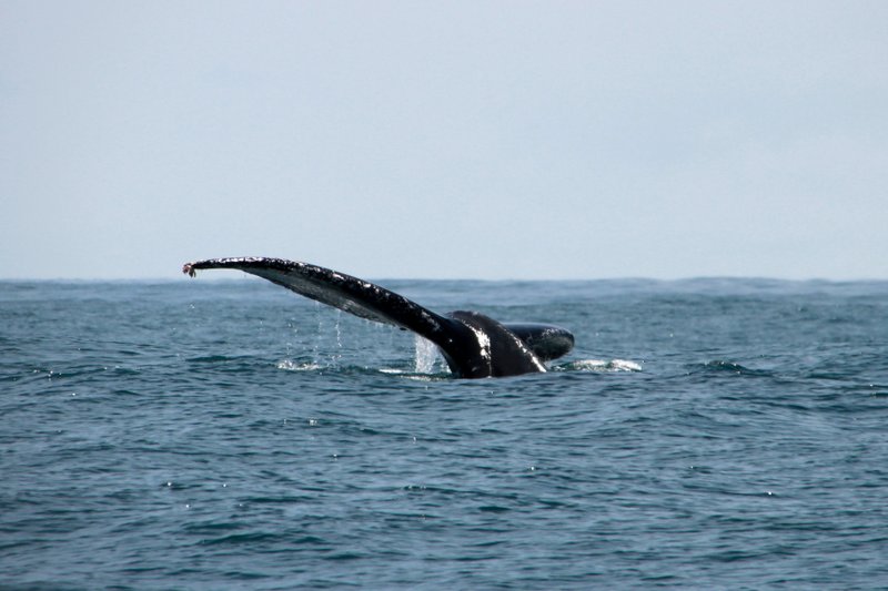 queue de baleine qui sort de la mer