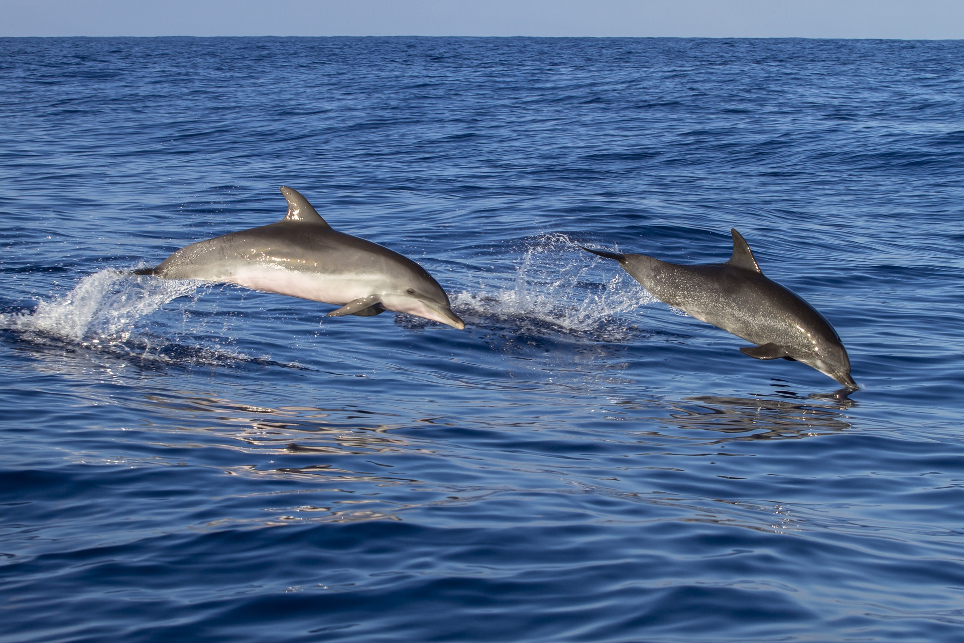 Dauphins qui sautent sur l'eau
