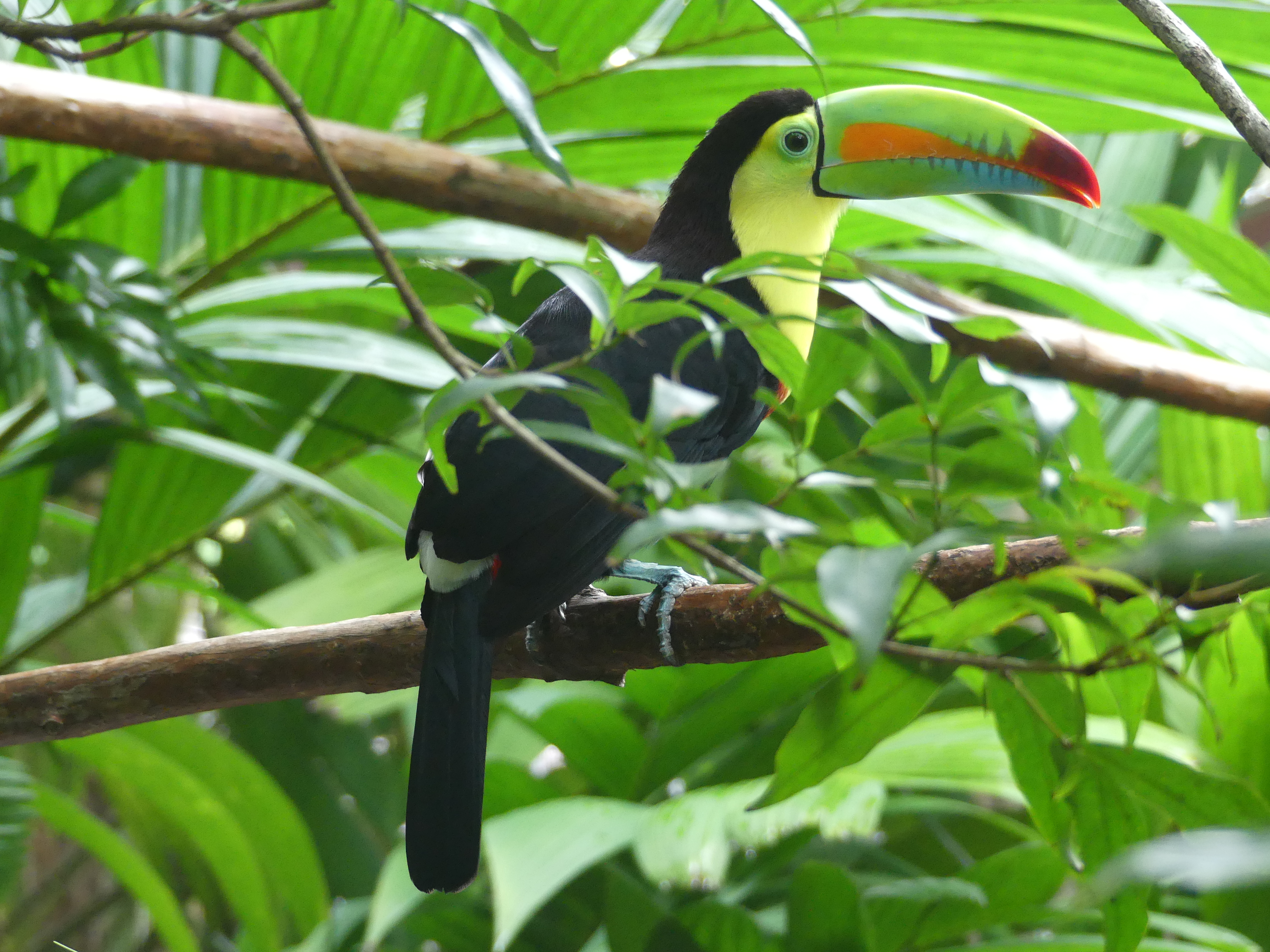costa rica, toucan à bec irisé