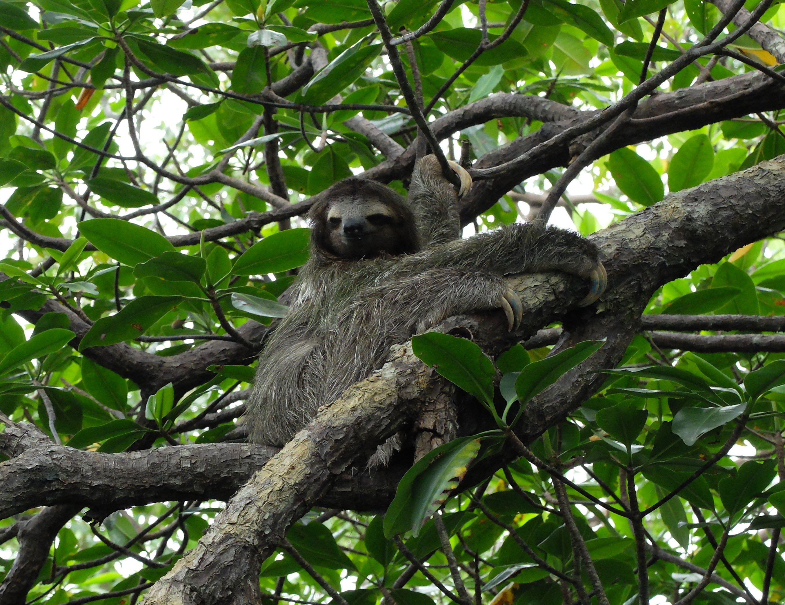 costa rica, paresseux