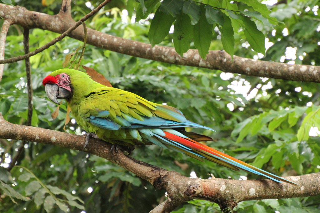 costa rica, ara vert