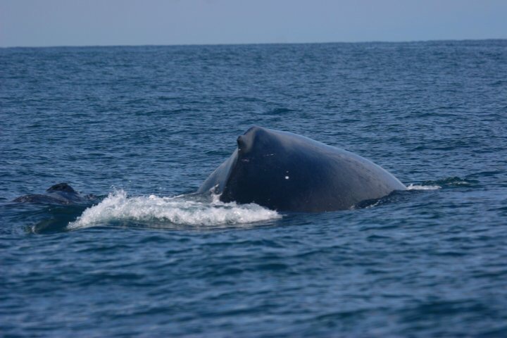 baleine, costa rica