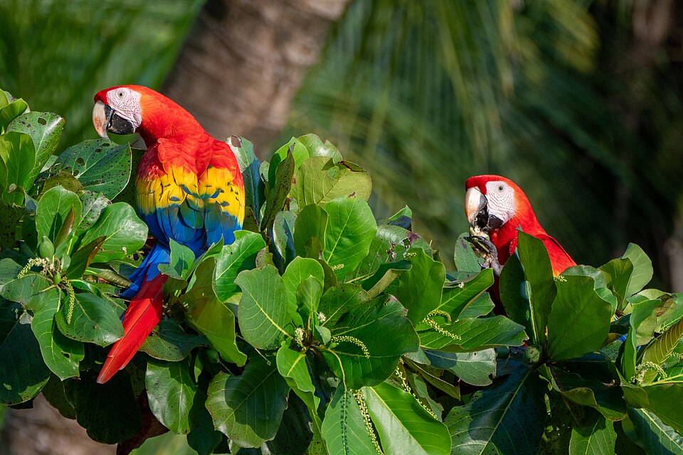 Ara rouge Ara Macao Costa Rica