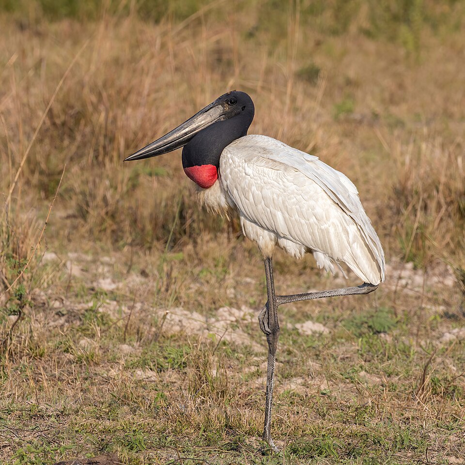 Jabiru d'Amérique