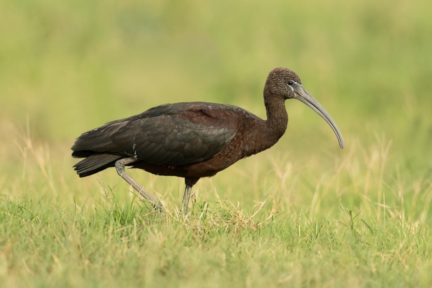 Ibis falcinelle