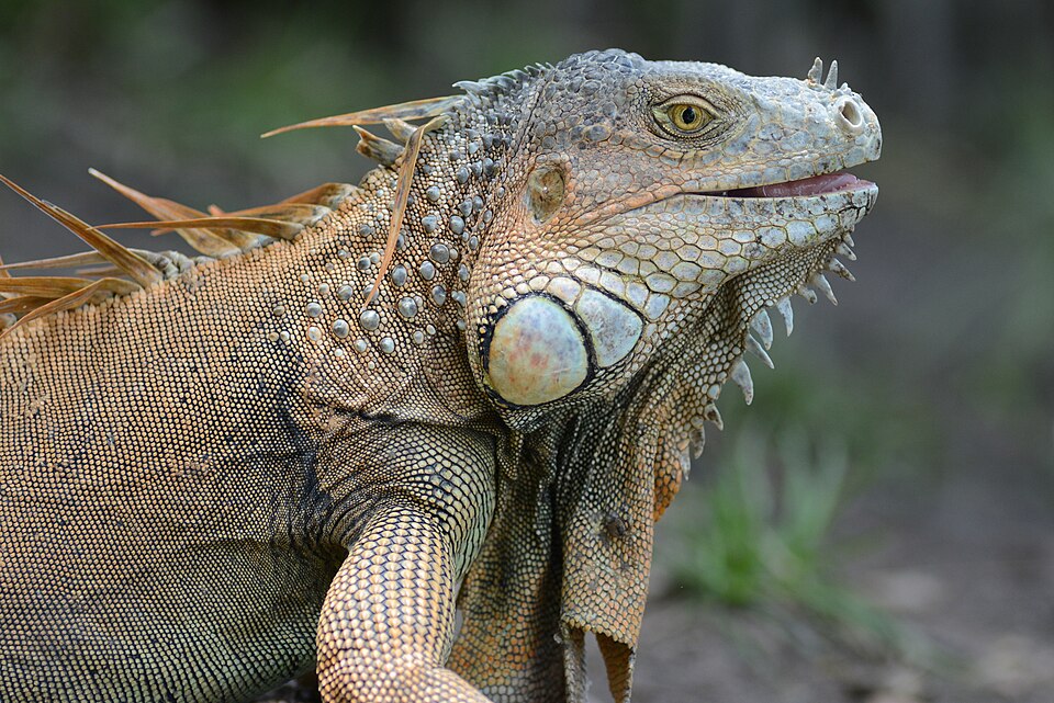 Iguane Vert